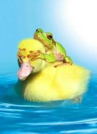 frogduck