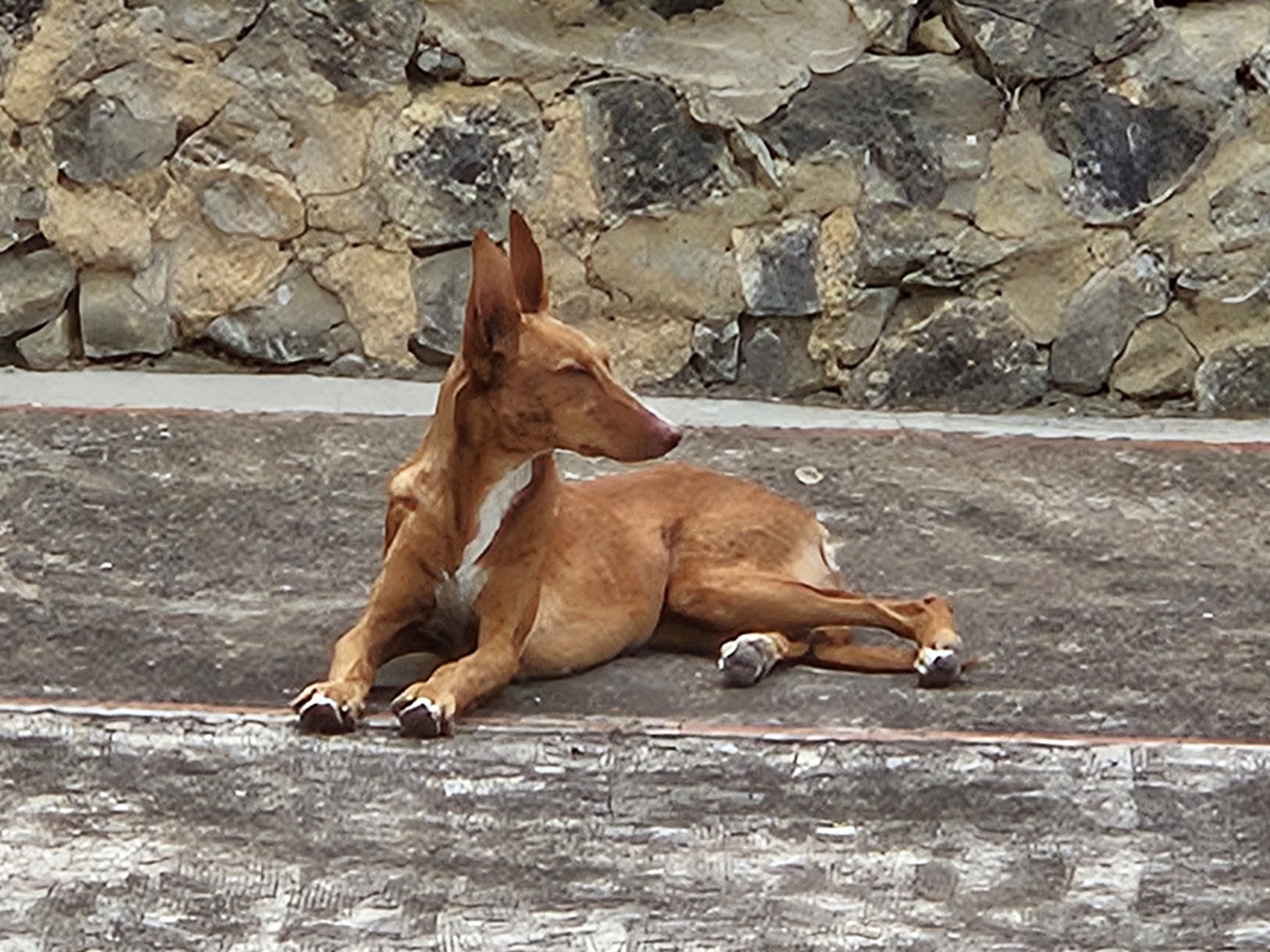 Onze bezoeker voor 1 dag, Podenco Andaluz